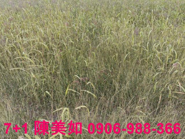 高雄農地-0