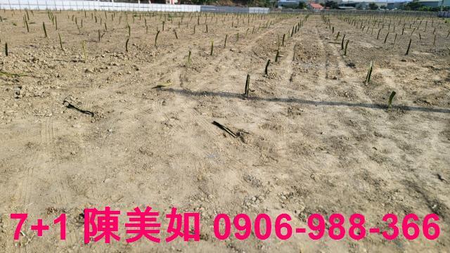 大社農地-0
